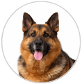 Max the dog